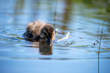 Entenk&uuml;ken taucht den Schnabel ins Wasser, Nahaufnahme auf ruhiger Wasseroberfl&auml;che mit Spiegelung und zarten Farben &ndash; friedliche Naturaufnahme.