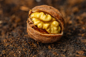 walnuts and kernels captured in a rustic natural setting. Some nuts are cracked open, revealing the rich interior texture, while others remain whole on a dark wooden surface. 