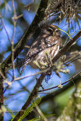 Ferruginous Pygmy Owl (Glaucidium brasilianum) perched on a branch. One of the world's smallest owls, with striking false eye spots on its nape. Wild bird.