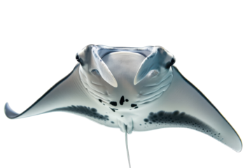 Graceful manta ray gliding through clear water in serene ocean depths, showcasing its elegant form isolated on transparent background