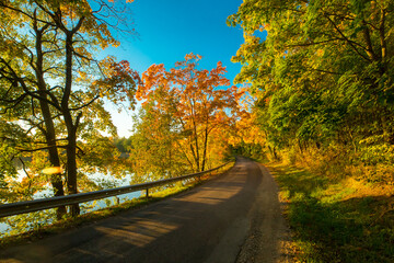 A landscape with a winding road passing through a vibrant autumn forest. Trees on both sides of the road form a tunnel of foliage in rich yellow, orange, and gold hues.
