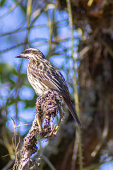 Streaked Flycatcher (Myiodynastes maculatus) with a large bill, perched on a branch. Solitary bird with a streaked chest and white supercilium. Wild bird in nature.