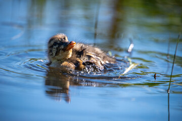 Entenküken hebt den Kopf und schaut in die Luft, Nahaufnahme auf dem Wasser mit sanften Reflexionen und natürlichem Licht – lebendige Tierfotografie