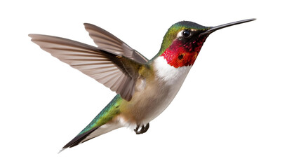 Fototapeta premium Ruby- Throated Hummingbird in Flight ruby-throated