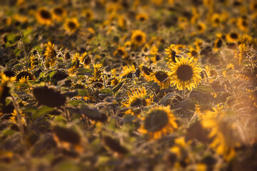 Pole słonecznik&oacute;w