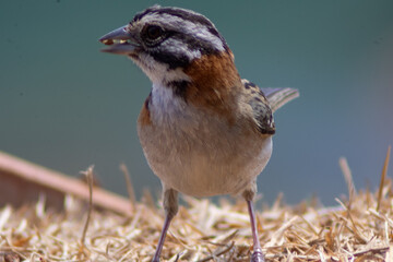 Rufous-collared Sparrow (Zonotrichia capensis) perched on a branch. Small greyish-brown bird with a distinctive black and white striped head. Common backyard songbird.