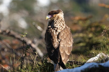 Close-Up of a Wild Bird of Prey in Natural Habitat