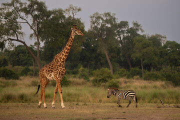 Giraffe and zebra meet in the savannah