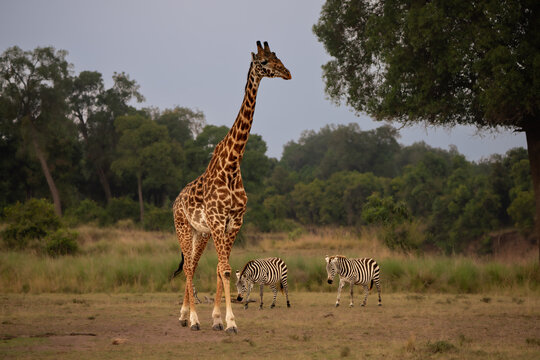 When giraffe and zebras meet in the savannah