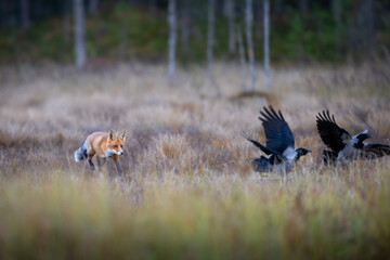The red fox, Vulpes vulpes, hunting in the waterlogged autumn taiga, Finland