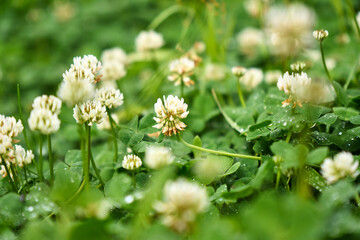 Delicate clover flowers bloom above lush green foliage, glistening with morning dew in a sunny field