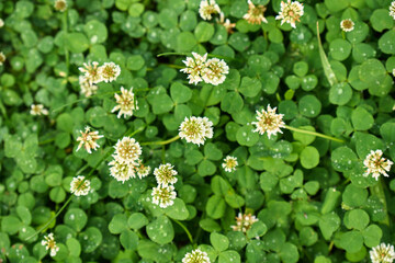 Clover blossoms flourish in a lush green landscape during early morning hours