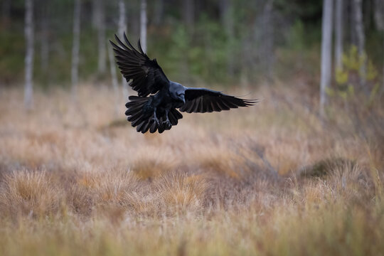 The common raven or northern raven, Corvus corax, is a large all-black bird