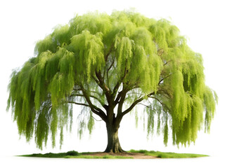 A large weeping willow tree with lush green foliage, isolated on a transparent background
