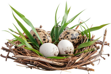 A delicate nest cradles four carefully placed eggs surrounded by lush green grass