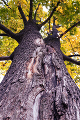 Background wood texture, pattern, close-up