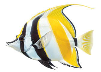 Moorish idol fish isolated on transparent background