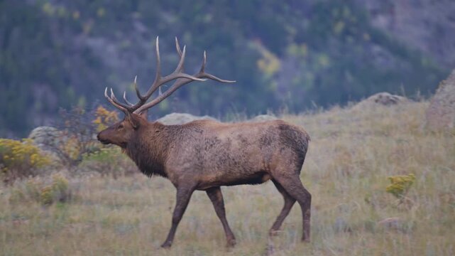 Bull elk walking along on a misty morning in Colorado