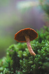 Fototapeta premium mushroom growing among moss in the forest 