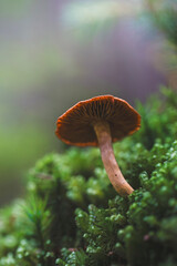 mushroom growing among moss in the forest
