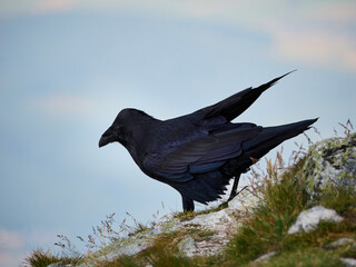 Kruk zwyczajny, Corvus corax - Tatry