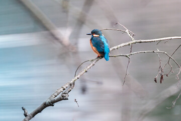 Naklejka premium Close-up of a vibrant kingfisher perched on a dry, dead branch overlooking a calm river. The bird’s bright plumage contrasts beautifully with the natural background. Ideal for nature, wildlife