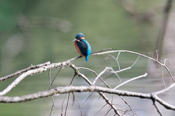 Close-up of a vibrant kingfisher perched on a dry, dead branch overlooking a calm river. The bird’s bright plumage contrasts beautifully with the natural background. Ideal for nature, wildlife