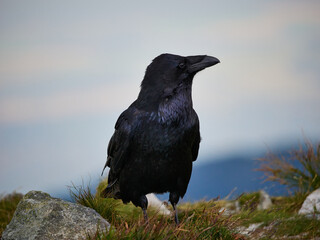 Kruk zwyczajny, Corvus corax - Tatry