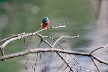 Close-up of a vibrant kingfisher perched on a dry, dead branch overlooking a calm river. The bird’s bright plumage contrasts beautifully with the natural background. Ideal for nature, wildlife