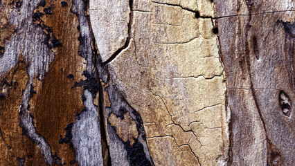 Background wood texture, pattern, close-up