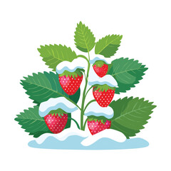 Snowy Winter Day Illustrating Strawberry Plants Surviving the Cold and Ice