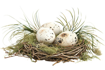 Obraz premium A delicate nest with speckled eggs surrounded by lush greenery and soft moss in natural light