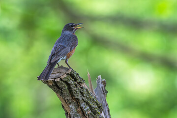 American robin perched on a tree stump.