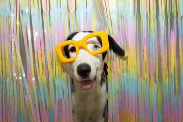 Portrait happy puppy dog celebrating carnival or happy new year with a colorful garland a yellow...