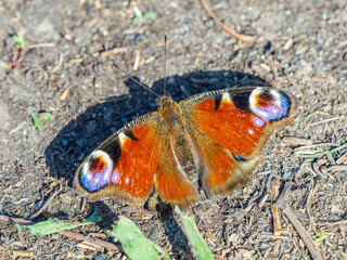 Peacock butterfly on the ground among the grass