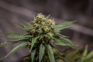 Black apple Hitchcock Blue cheese variety indoor marijuana flower