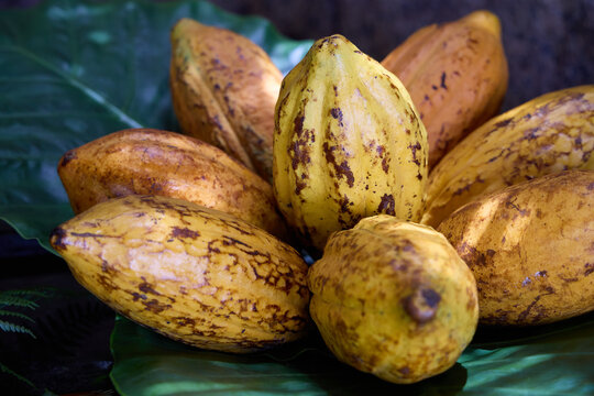 Cacao beans