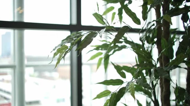 Indoor potted plant with green leaves near window, plant adds life, natural light, and nature to interior, office setting, building architecture in background