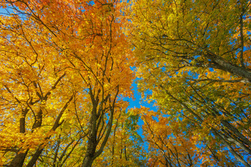 A Stunning Autumn Landscape Featuring Vibrant Trees, Bright Colors, and a Clear Blue Sky