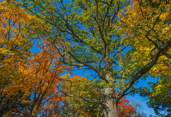 A Stunning Autumn Landscape Featuring Vibrant Trees, Bright Colors, and a Clear Blue Sky