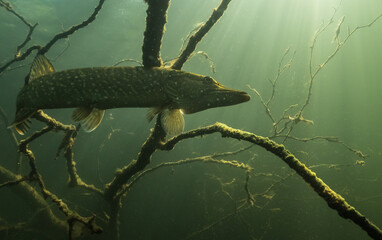 Northern pike underwater