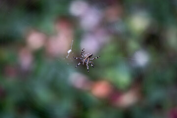 Spider spinning its web in a garden, awaiting prey on a summer day