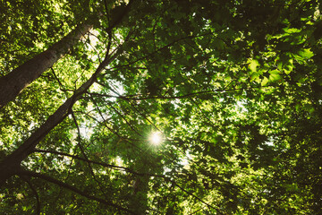 Summer Sun Shining Through Canopy Of Tall Maple Trees. Woods Background. Summer Forest Landscape. Summer Maple Trees Woods. Bright Sun. Green Lush Thick Leaves