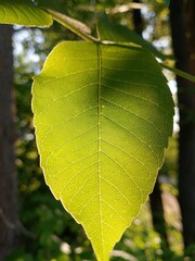 A close-up of a green leaf illuminated by sunlight. The leaf displays a smooth texture and prominent veins, set against a blurred natural background.
