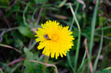 A close-up of a bright yellow dandelion flower with a bee on its petals. The background features green grass and blurred foliage.