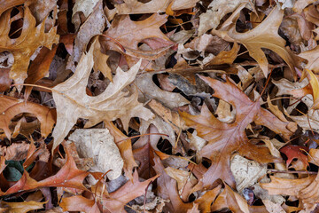 Crisp autumn leaves create a stunning fall background texture or pattern