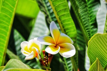 frangipani plumeria white flower