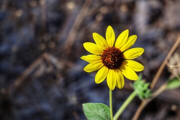 Sunflower yellow flower in the sun