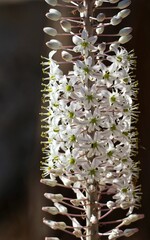 Drimia martina beautiful white flowers 