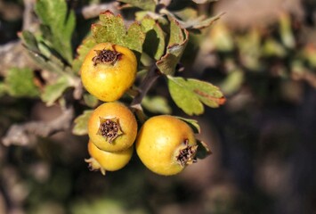 Hawthorn yellow berries 
